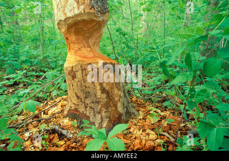 Beaver cut tree In the Middle Fork State Fish and Wildlife Area Illinois Stock Photo