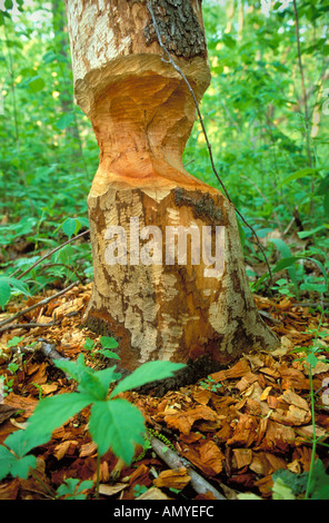 Beaver cut tree In the Middle Fork State Fish and Wildlife Area Illinois Stock Photo