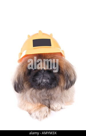 Brown construction worker Pekingese dog wearing yellow hard hat isolated on white Stock Photo