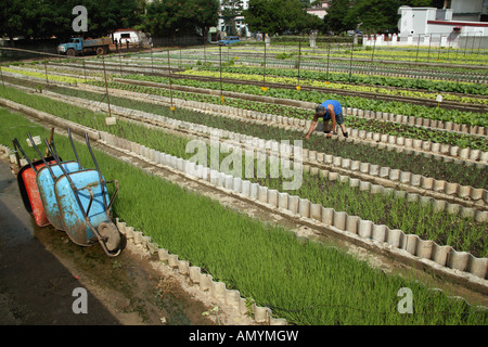 Working at La Sazon organic garden in Havana, Cuba. Stock Photo