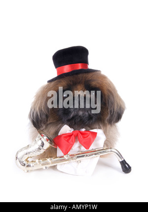 Musician brown Pekingese dog dressed in red bow tie and black top hat with saxophone isolated on white Stock Photo