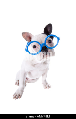 Black and white nerd French Bulldog  puppy wearing big blue glasses  isolated on white Stock Photo