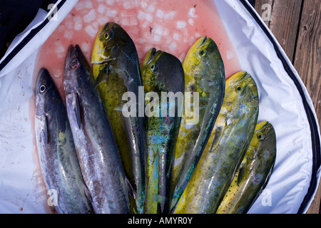 Freshly caught fish consisting of both king mackerel and mahi mahi in Florida Stock Photo