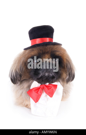 High Class Brown Pekingese dog dressed in red bow tie and black top hat isolated on white Stock Photo