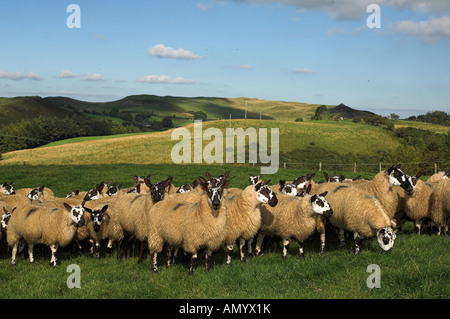 Welsh mules gimmers out of Beulah ewes sired by a Blue Faced leicester ram Stock Photo