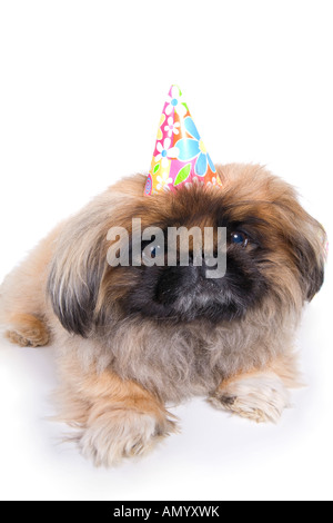 Brown Pekingese dog wearing birthday hat Stock Photo