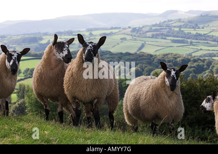 Welsh mules gimmers out of Beulah ewes sired by a Blue Faced leicester ram Stock Photo