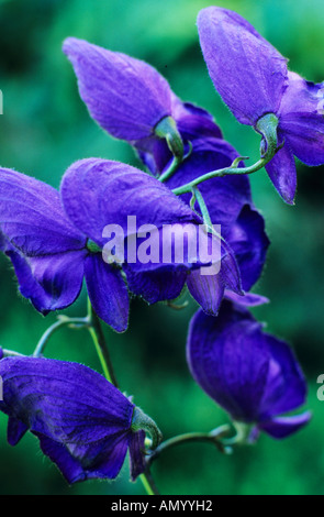 Aconitum 'Spark's Variety', blue flowers, garden plant, Wolf's Bane, Monkshood, aconitums Stock Photo