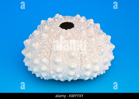 Knobby Urchin Stock Photo