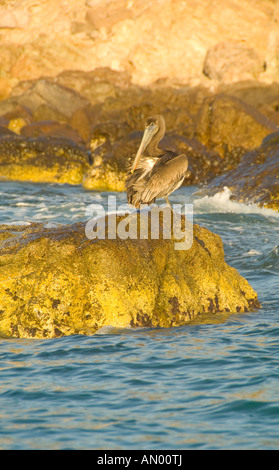 Mexico Baja California Village of Cabo Pulmo National Marine Reserve brown pelican resting on golden rock in the Sea of Cortez Stock Photo