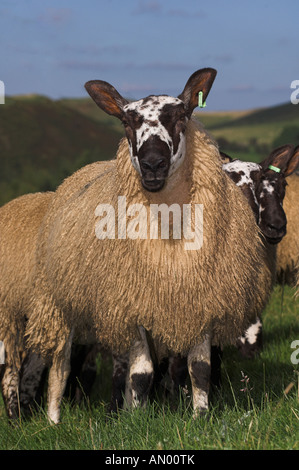 Welsh mules gimmers out of Beulah ewes sired by a Blue Faced leicester ram Stock Photo