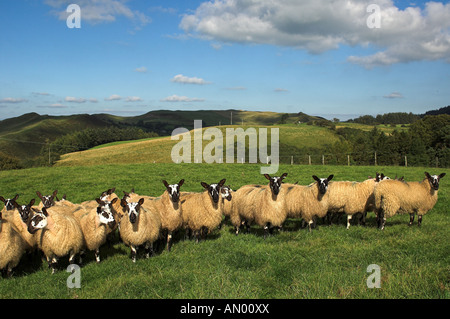 Welsh mules gimmers out of Beulah ewes sired by a Blue Faced leicester ram Stock Photo