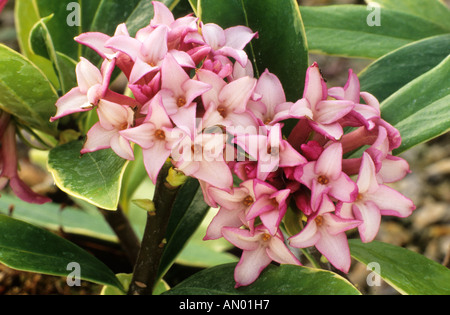 Daphne odora 'Aureomarginata', fragrant pink flowers, garden plant, variegated leaf, foliage daphnes Stock Photo