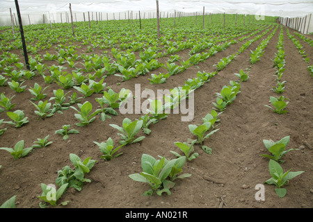 tobacco pattern china Popular among elite families like the Washingtons, the so-called “tobacco  leaf” pattern became a symbol of global trade and colonial taste.  Archaeological fragments have even been discovered at the Governor's Palace  in
