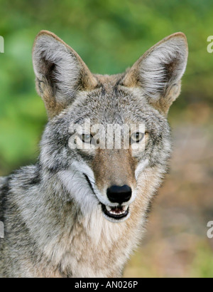Beautiful headshot of Coyote looking towards camera Stock Photo