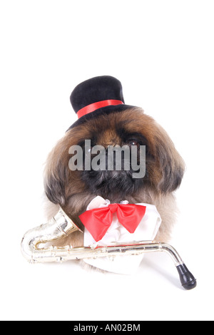 Musician brown Pekingese dog dressed in red bow tie and black top hat with saxophone isolated on white Stock Photo