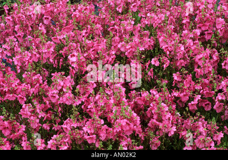 Diascia Ruby Field July Stock Photo