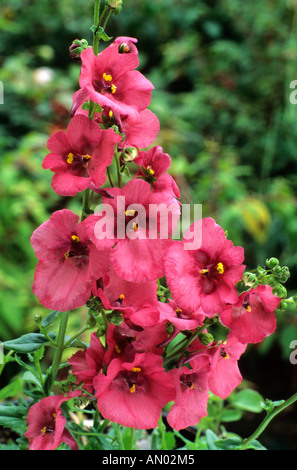 Diascia Ruby Field Stock Photo