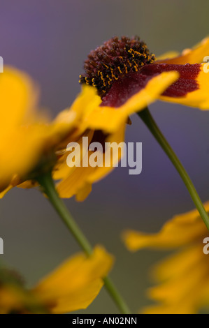 Garden Coreopsis Coreopsis Tinctoria Sunflower Family Asteraceae 