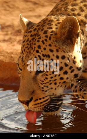 Leopard Africa Stock Photo
