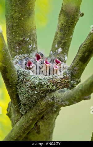 haffinch (Fringilla coelebs). Begging chicks in nest Stock Photo