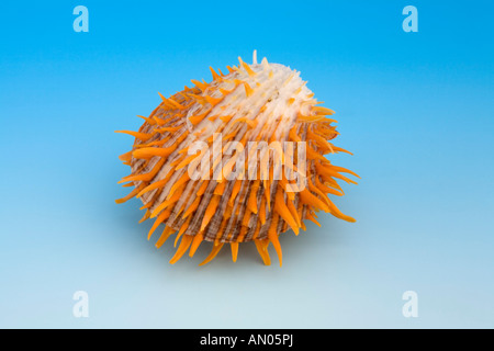 Thorny or Spiny Oyster Spondylus versicolor Stock Photo