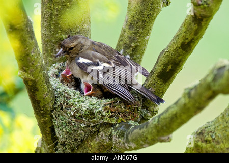 chaffinch (female) with fledglings in nest / Fringilla coelebs Stock Photo