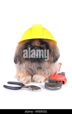 Brown construction worker Pekingese dog wearing yellow hard hat with tools isolated on white Stock Photo