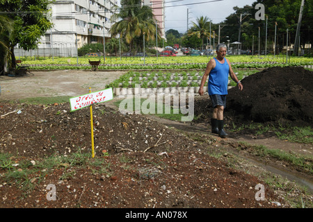 Working at La Sazon organic garden in Havana, Cuba compost heap. Stock Photo