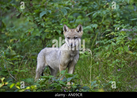 Junger Wolf, child, baby, Canis lupus, wolves Stock Photo