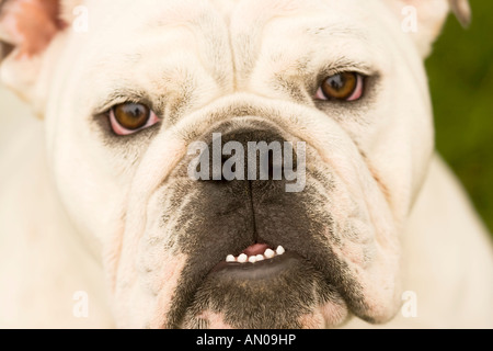 Closeup headshot of white English Bulldog with teeth showing Stock Photo