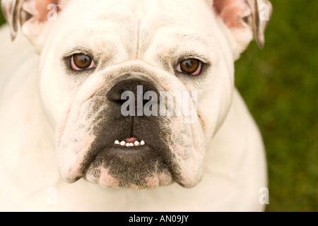 Closeup headshot of white English Bulldog with teeth showing Stock Photo