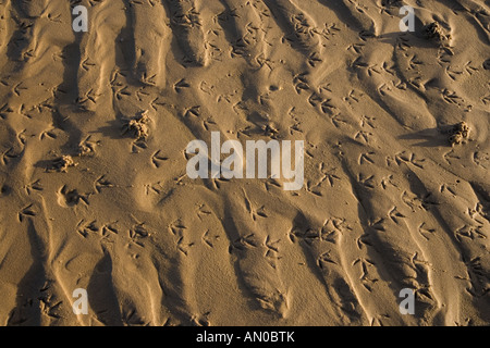 Shore Birds Footprints on Winter Feeding Ground Stock Photo