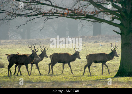 Silhouetted deer in Richmond Park Stock Photo