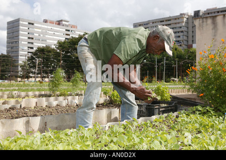 Man working at Organiponico La Sazon urban farm, Havana, Cuba. Stock Photo