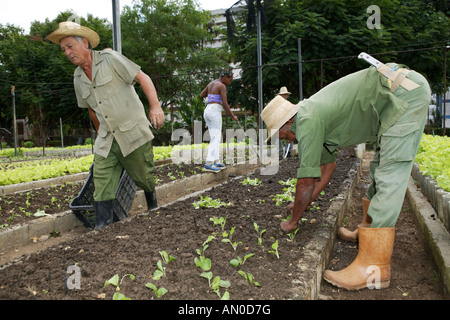 People working at Organiponico La Sazon urban farm, Havana, Cuba. Stock Photo