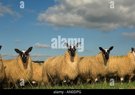 Welsh mules gimmers out of Beulah ewes sired by a Blue Faced leicester ram Stock Photo