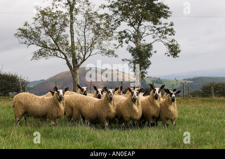 Welsh mules gimmers out of Beulah ewes sired by a Blue Faced leicester ram Stock Photo