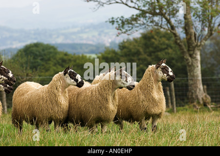 Welsh mules gimmers out of Beulah ewes sired by a Blue Faced leicester ram Stock Photo