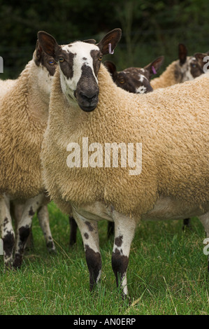 Welsh mules gimmers out of Beulah ewes sired by a Blue Faced leicester ram Stock Photo