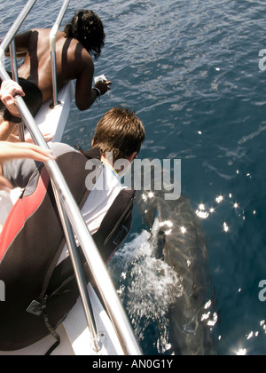 Maldives South Male Atoll people photographing Pilot Whale from prow of dive boat Stock Photo