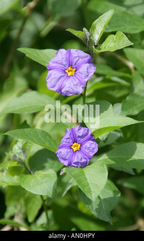 Paraguay Nightshade aka Blue Potato Bush, Solanum rantonnetii, Solanaceae Stock Photo