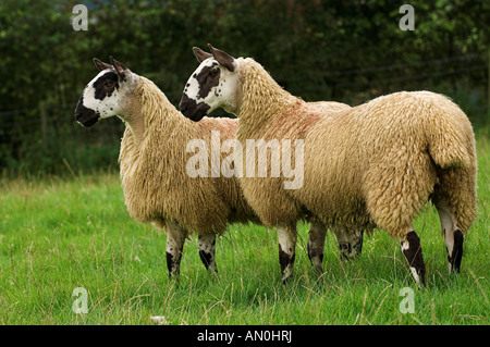 Welsh mules gimmers out of Beulah ewes sired by a Blue Faced leicester ram Stock Photo