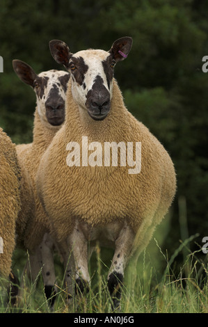 Welsh mules gimmers out of Beulah ewes sired by a Blue Faced leicester ram Stock Photo