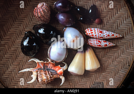 Selection of exotic sea shells offered for sale in a basket on the beach at Kendwa Unguja Zanzibar Tanzania East Africa Stock Photo