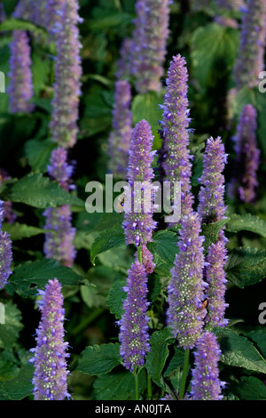 Giant Hyssop (Agastache mexican) Stock Photo