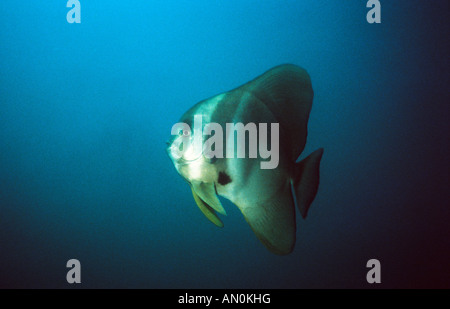Batfish or Circular Spadefish. (Platax Orbicularis) Family Ephippidae. Marine fish of the Arabian Gulf. Stock Photo