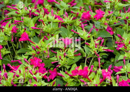 4 o'clock flower (Mirabilis jalapa) Stock Photo