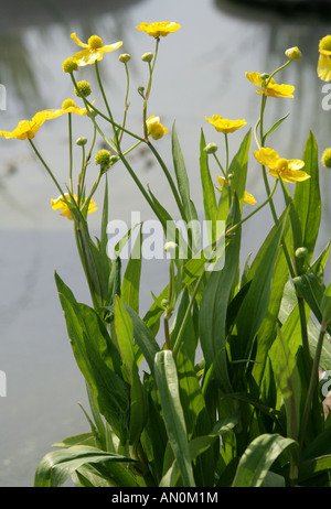 Great or Greater Spearwort Ranunculus lingua Ranunculaceae Stock Photo