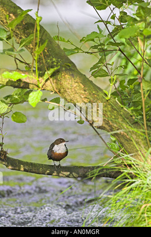 White throated dipper Cinclus cinclus in tree branches Dovedale Peak District National Park Derbyshire England Stock Photo